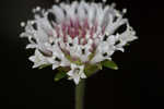 Snow squarestem